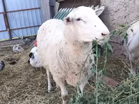 公羊, Romanov sheep — 照片 2