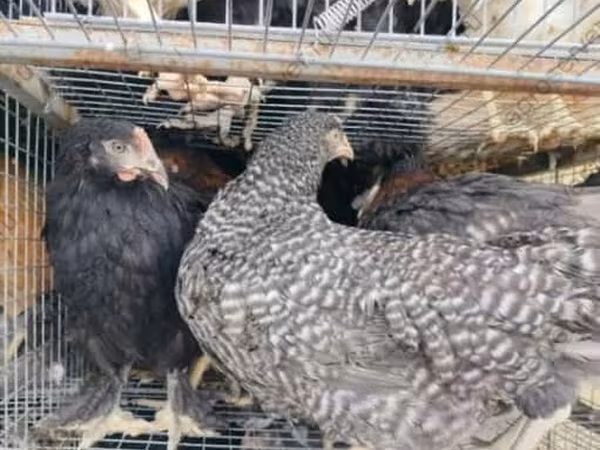 Chickens