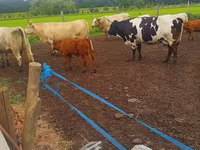Kuh, Charolais cattle — Foto 4