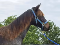 فرس, Rocky Mountain Horse — الصورة 3