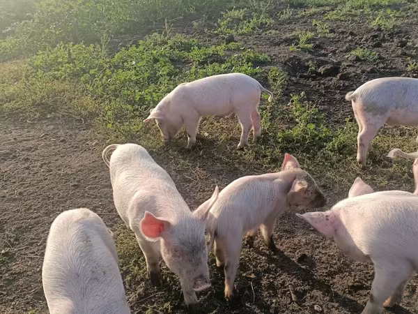 Schweine (Partie, Geschlecht nicht angegeben), Крупная белая