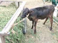 गाय, मवेशी — फ़ोटो 5