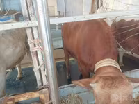 公牛, Cattle — 照片 6