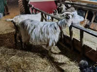 Goat, Goats — photo 2