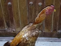Chickens — Foto 2