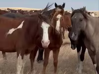Mare, Horse breed — photo 1
