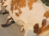 بقرة, Simmental cattle — الصورة 5