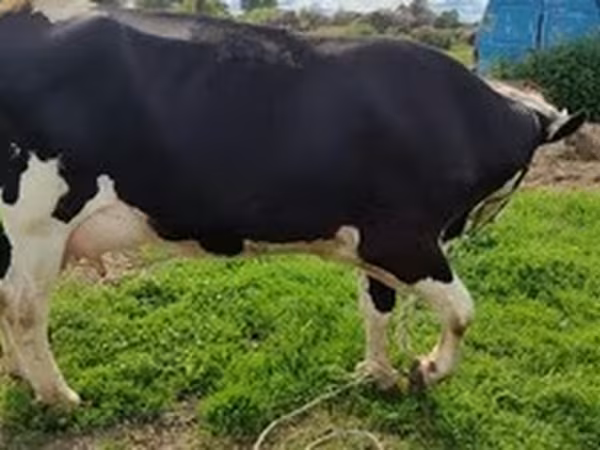 Holstein-Rasse