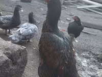 Chickens — 1-rasm