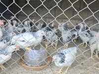 Chickens — الصورة 3
