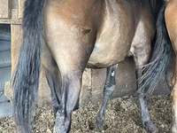 فرس, Horse breed — الصورة 1