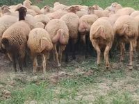 Oveja, Ovejas — foto 2