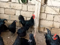 Australian Pit Game fowl — photo 4
