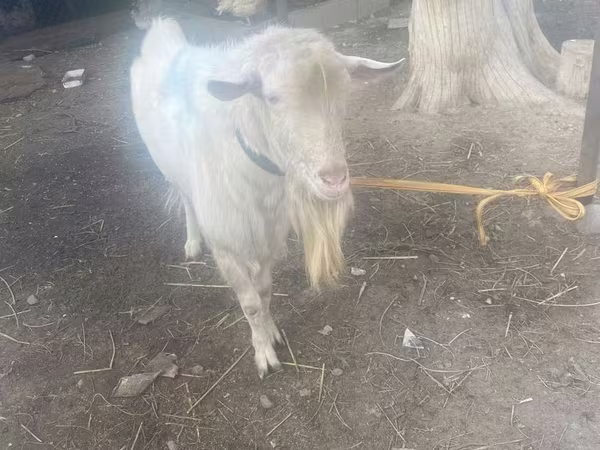 Ziegenbock, Saanen goat
