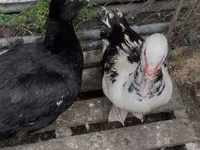 Ducks — फ़ोटो 4