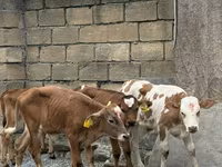 सांड, मवेशी — फ़ोटो 7