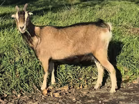 Dişi keçi, Alpine goat — foto 7
