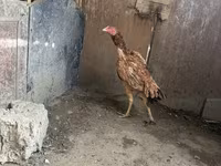 Chickens — 4-rasm