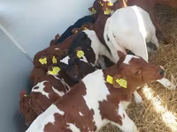 Buğa, Simmental cattle — foto 1