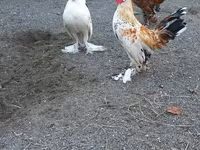Japanisches Bantam — Foto 6