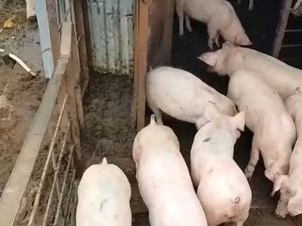 Säue, Крупная белая
