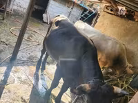 Toro, Ganado vacuno — foto 2