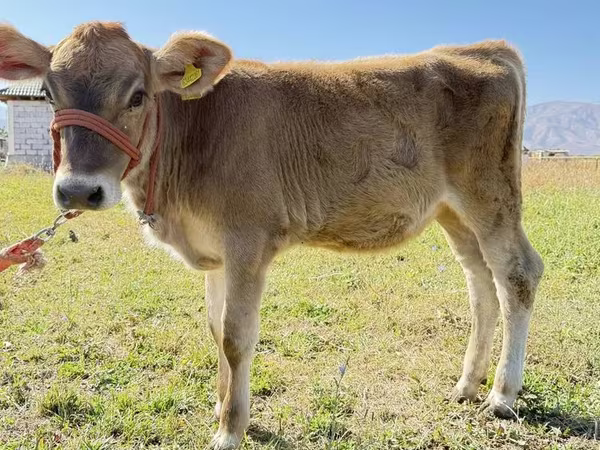 بقرة, Swiss cattle