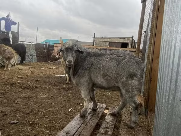 Keçi, Alpine goat