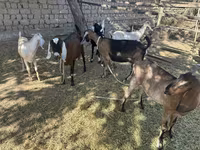 Dişi keçi, Nubian Goat — foto 5