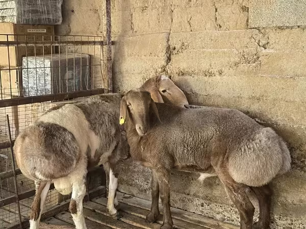 كبش, Arashan sheep