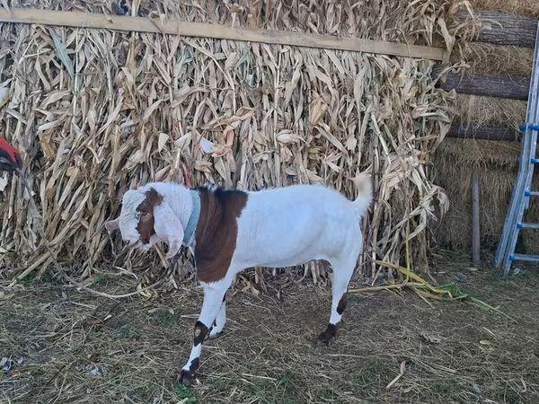 تيس, Nubian Goat