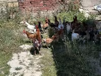 Chickens — 1-сурет