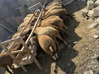 Ovejas (lote, sexo no especificado), Ovejas — foto 4