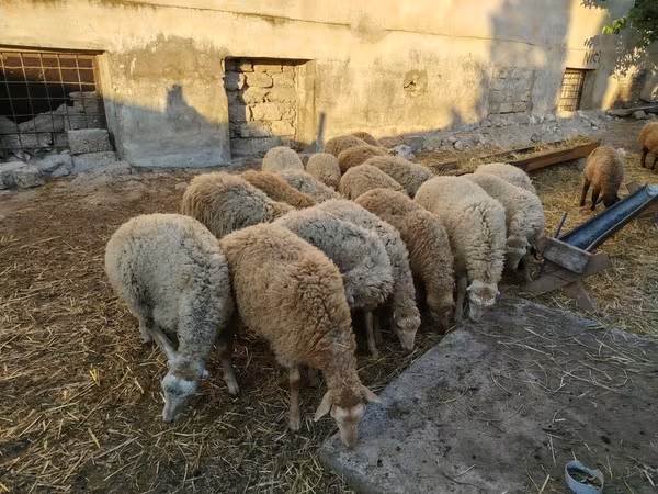 Ram, Sheep