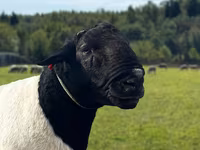 मेढ़ा, Dorper sheep — फ़ोटो 1