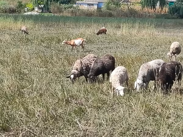 母羊, Romanov sheep