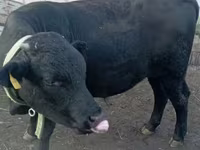 ثور, Swiss cattle — الصورة 2