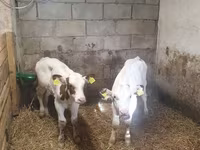सांड, Simmental cattle — फ़ोटो 3