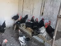 Chickens — Foto 2