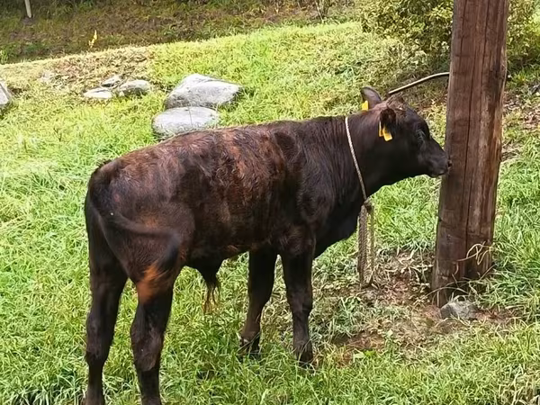 Toro, Aberdeen-Angus