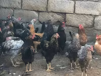 Chickens — foto 2