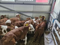 Rinder (Partie, Geschlecht nicht angegeben), Simmental cattle — Foto 1