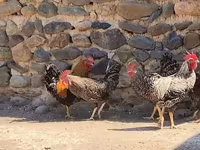 Chickens — फ़ोटो 2