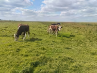Bulle, Simmental cattle — Foto 8