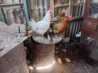 موسكو بلاك — الصورة 1