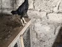 Chickens — 2-сурет
