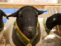 Carnero, Dorper sheep — foto 4