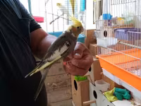 Korella əl qusu 3 ayliq əldə oynuyur Tam vitaminli qusdu dişidi Real — фото 2