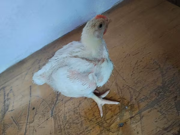 Chickens