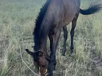 Hengst, Thoroughbred horse — Foto 4